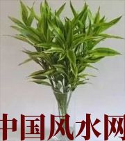 保山十二生肖养什么植物最旺财运？你知道吗！